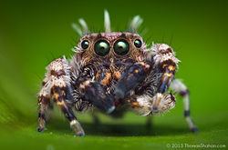 Beata (spider) httpsuploadwikimediaorgwikipediacommonsthu