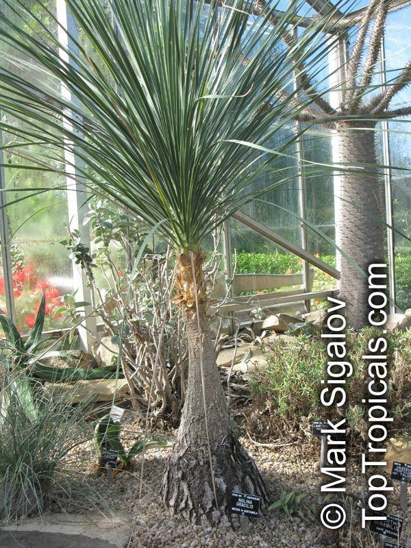 Beaucarnea gracilis Beaucarnea gracilis Nolina gracilis Mexican Pony Tail Palm