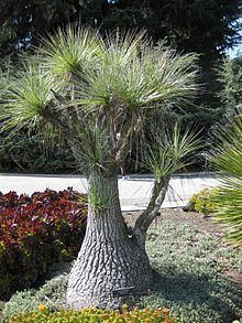 Beaucarnea gracilis httpsuploadwikimediaorgwikipediacommonsthu