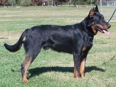 Beauceron Beauceron Dog Breed Information and Pictures