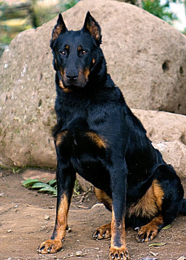 Beauceron 1000 images about DOG Beauceron on Pinterest Working dogs
