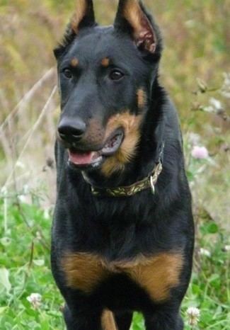 Beauceron Beauceron Dog Breed Information and Pictures