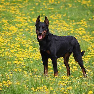 Beauceron Beauceron Dog Breed Information American Kennel Club