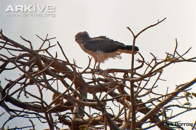 Beaudouin's snake eagle Beaudouin39s snakeeagle videos photos and facts Circaetus