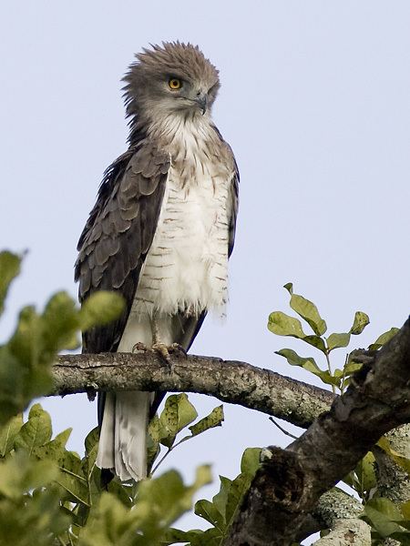 Beaudouin's snake eagle httpssmediacacheak0pinimgcomoriginals4a