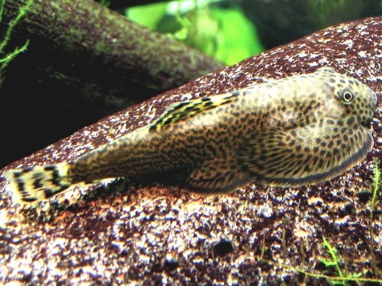 Beaufortia kweichowensis Beaufortia kweichowensis suffereing from quotPatchy Diseasequot Loaches