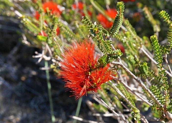 Beaufortia (plant) Western Australian Plants Myrtaceae
