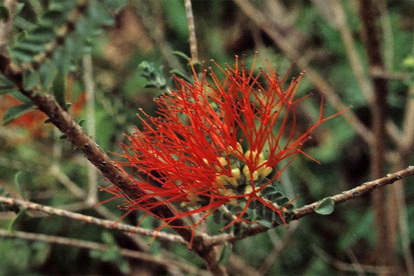 Beaufortia (plant) 800049jpg
