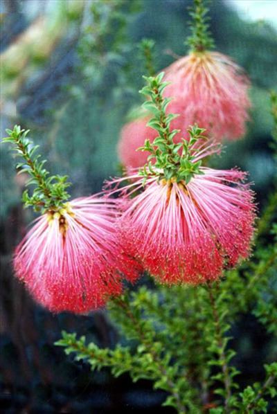 Beaufortia (plant) wwwaustralianplantscomimagesphotosBeaufortia