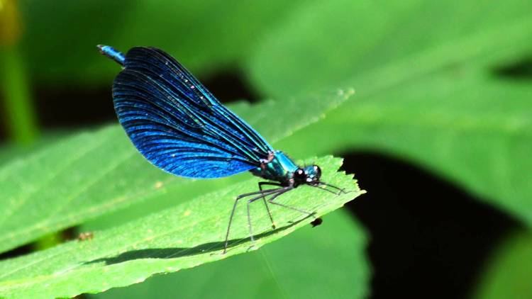 Beautiful demoiselle Dragonfly damselfly the beautiful demoiselle Calopteryx virgo