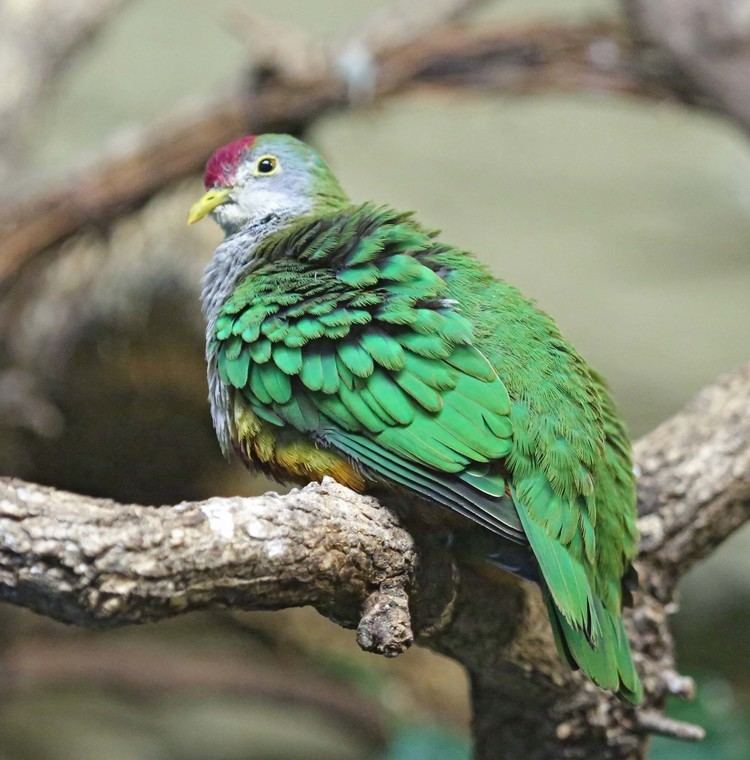 Beautiful fruit dove Pictures and information on Beautiful FruitDove