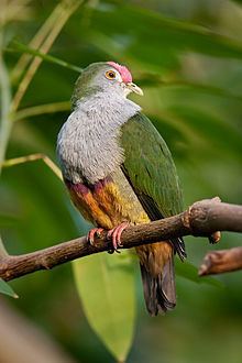 Beautiful fruit dove httpsuploadwikimediaorgwikipediacommonsthu