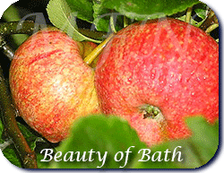 Beauty of Bath btnfruittreesapplebeautyofbathgif