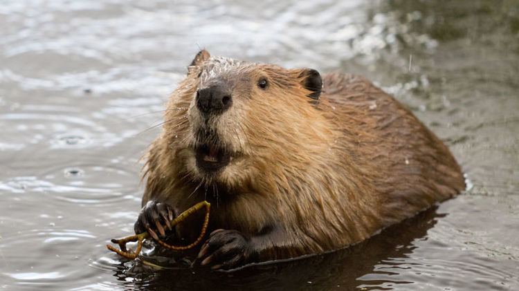 Beaver The Plan to Make California Wet By Spreading Beavers Up and Down the