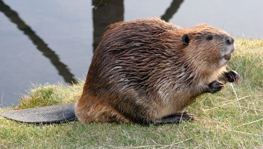 Beaver Amazing Facts about the Beaver OneKind