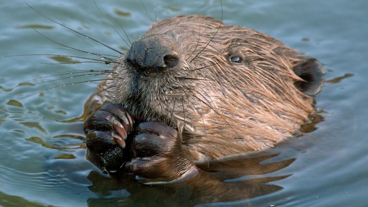 Beaver beaverchewingcloseupjpg