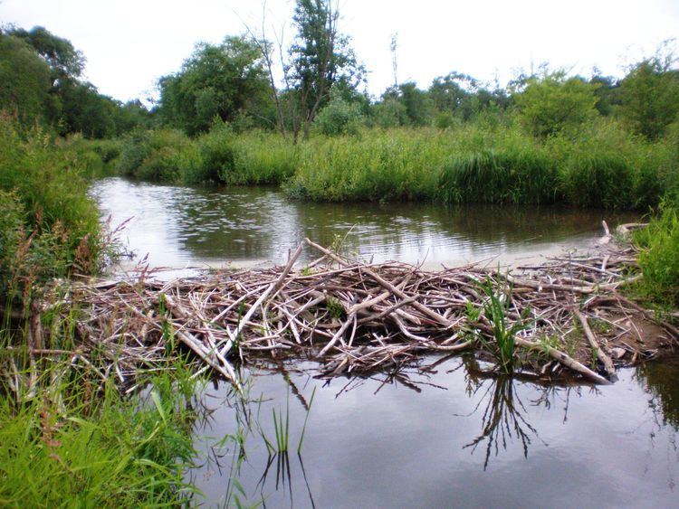 Beaver dam - Alchetron, The Free Social Encyclopedia