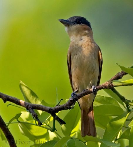 Becard Rosethroated Becard Pachyramphus aglaiae Planet of Birds