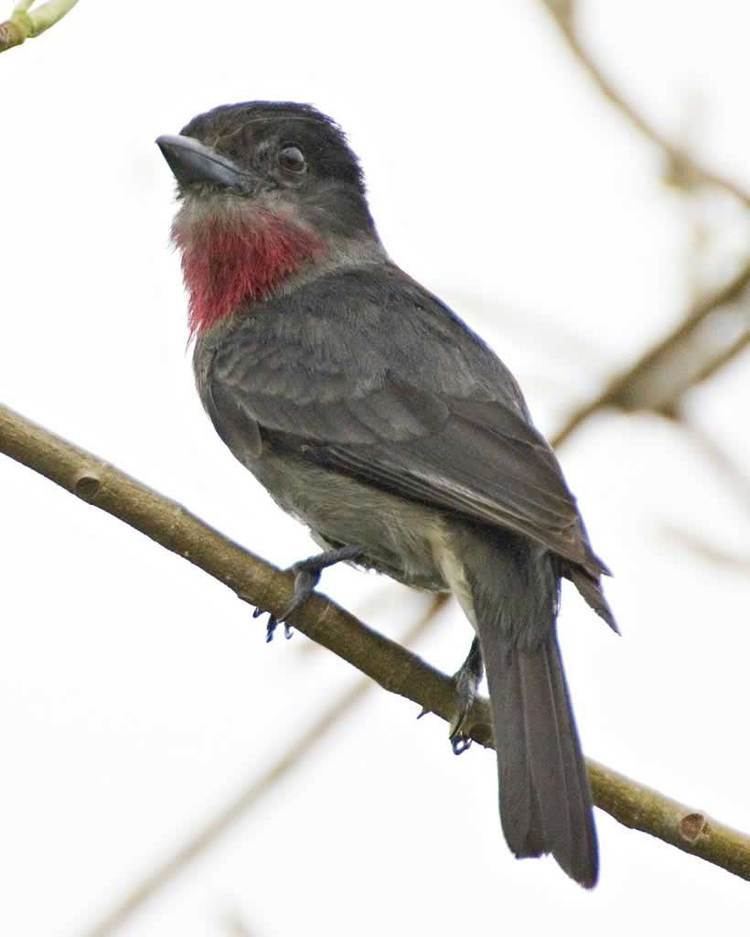 Becard Rosethroated Becard Audubon Field Guide