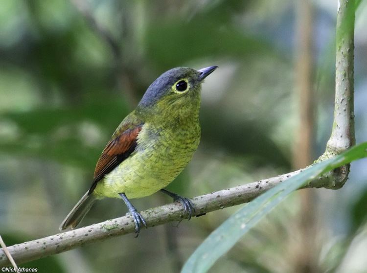 Becard antpittacom Photo Gallery Tityras