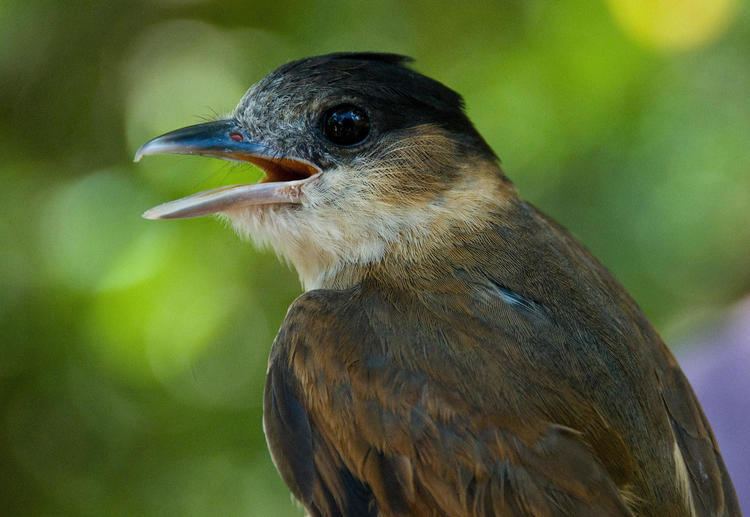 Becard Rosethroated Becard Audubon Field Guide