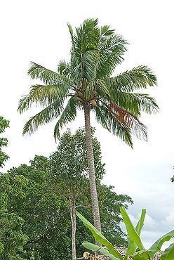 Beccariophoenix Beccariophoenix fenestralis Palmpedia Palm Grower39s Guide