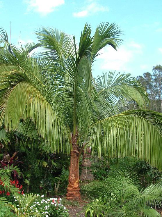 Beccariophoenix California Coconut Palms beccariophoenix alfredii SoTropiCal