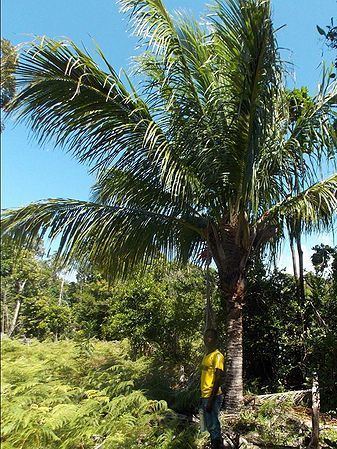 Beccariophoenix madagascariensis Beccariophoenix madagascariensis 39no windows39 Palmpedia Palm