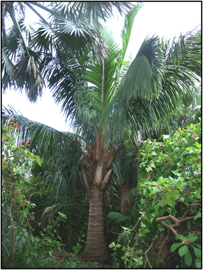 Beccariophoenix madagascariensis Palm Beach Palm and Cycad Society B Palm Trees
