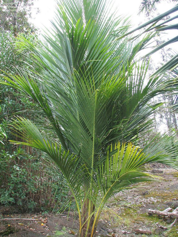 Beccariophoenix madagascariensis PlantFiles Pictures Manarano Palm Beccariophoenix madagascariensis