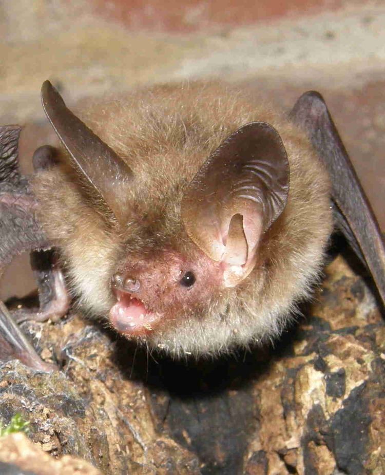 Bechstein's bat Looking for Bechstein39s Bat Bedfordshire Bat Group