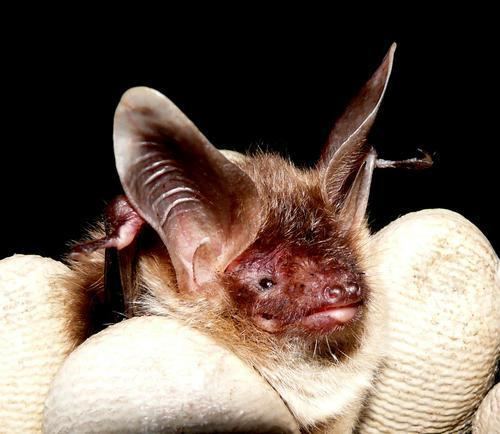 Bechstein's bat The National Bechstein39s Bat Survey and Beyond