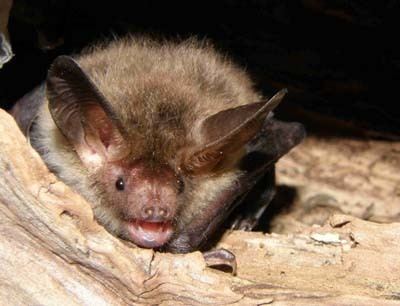 Bechstein's bat Bechstein39s Bat the national survey comes to Worcestershire