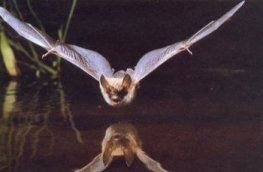 Bechstein's bat Species Biodiversity Action Plans Summaries Bechstein39s bat