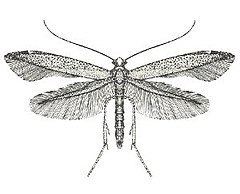 Bedelliidae httpsuploadwikimediaorgwikipediacommonsthu