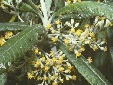 Bedfordia arborescens Museum Victoria Forest Secrets Plants