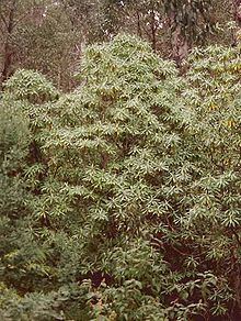 Bedfordia arborescens httpsuploadwikimediaorgwikipediacommonsthu