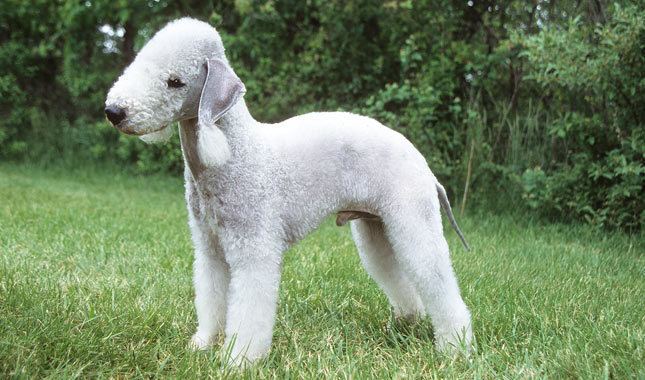 Bedlington Terrier Bedlington Terrier Breed Information