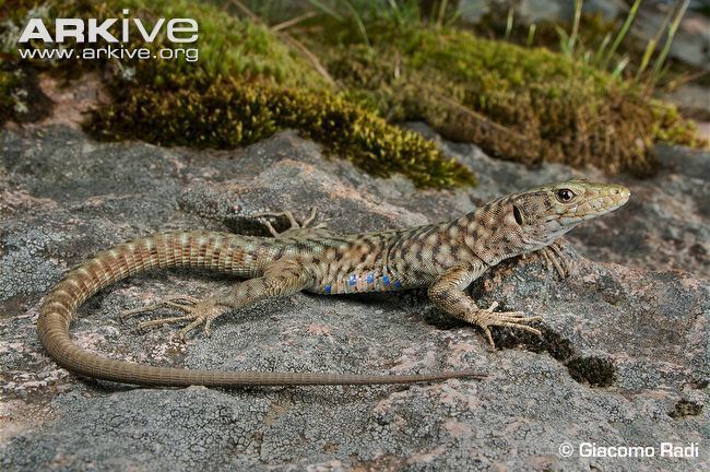 Bedriaga's rock lizard Bedriaga39s rock lizard videos photos and facts Archaeolacerta