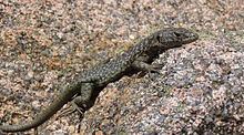 Bedriaga's rock lizard Bedriaga39s rock lizard Wikipedia