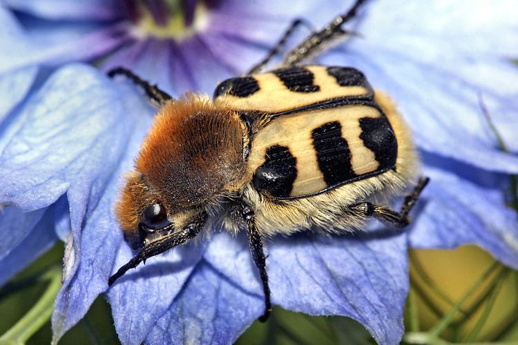 Bee beetle httpsuploadwikimediaorgwikipediacommonsbb