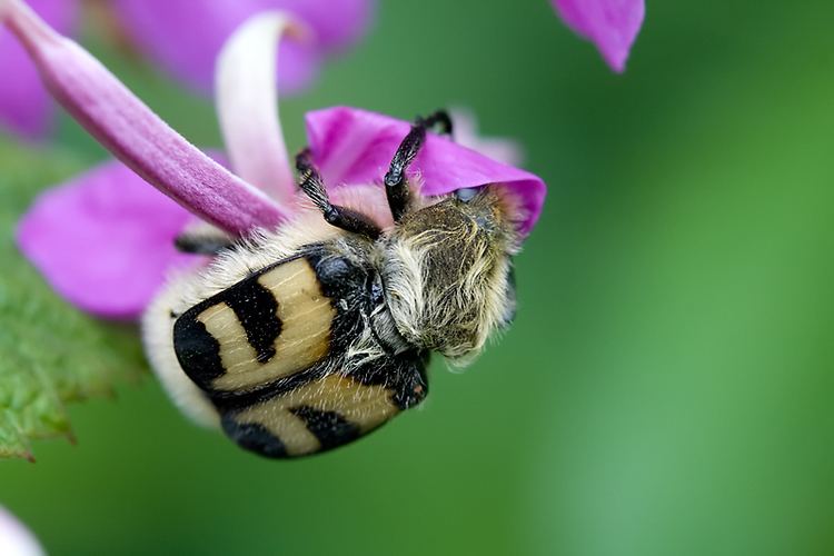 Bee beetle istein Haugsten Holen Photos Bee beetle Humlebille Trichius