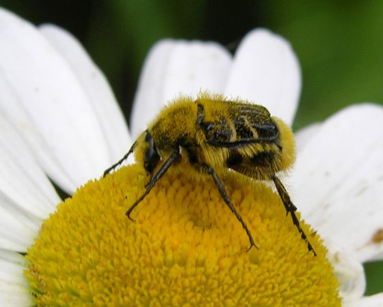 Bee beetle Flower Beetle bee mimic Trichiotinus assimilis BugGuideNet