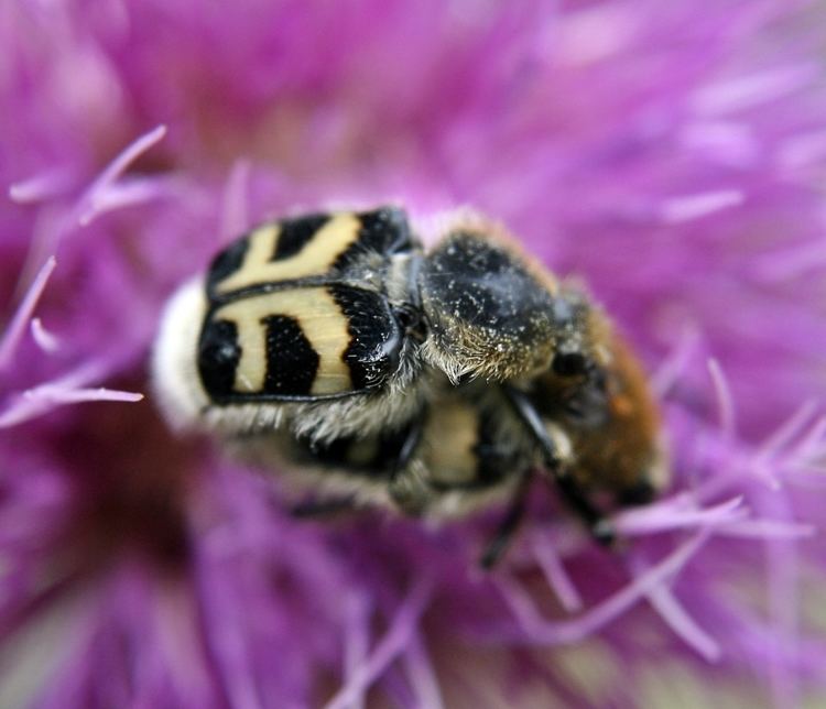 Bee beetle FileBeeBeetleMatingjpg Wikimedia Commons