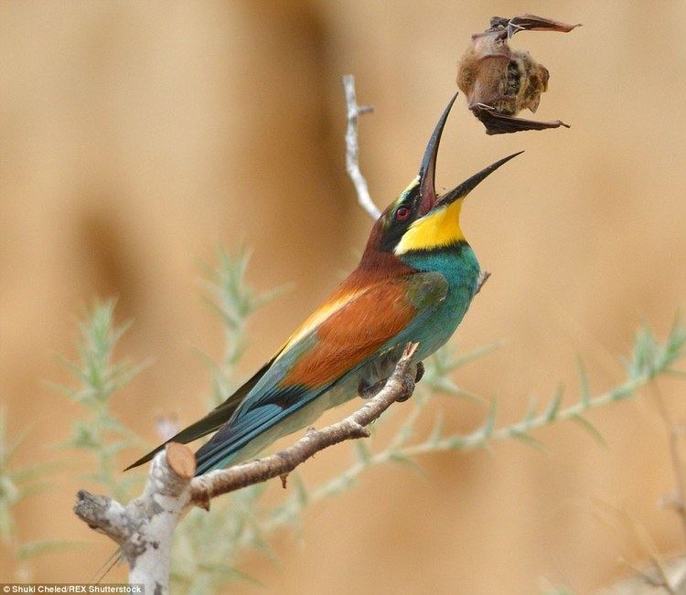 Bee-eater European beeeater bird tries to eat a whole BAT Daily Mail Online