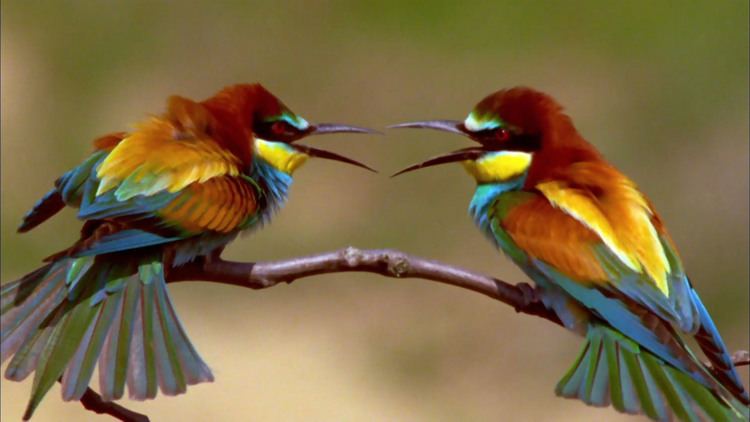 Bee-eater The Life of a Bee Eater Destination Wild Video Nat Geo WILD