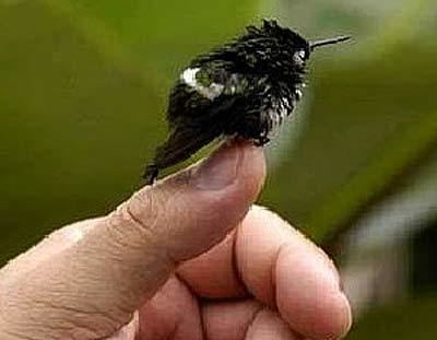 Bee hummingbird Bee Hummingbird Smallest Bird in the World Animal Pictures and