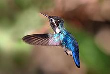 Bee hummingbird httpsuploadwikimediaorgwikipediacommonsthu