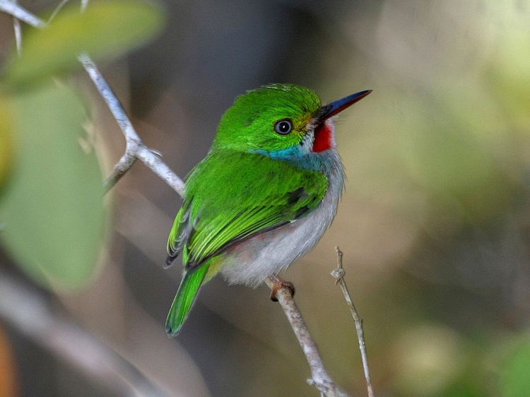 Bee hummingbird 1000 ideas about Bee Hummingbird on Pinterest Hummingbirds Baby