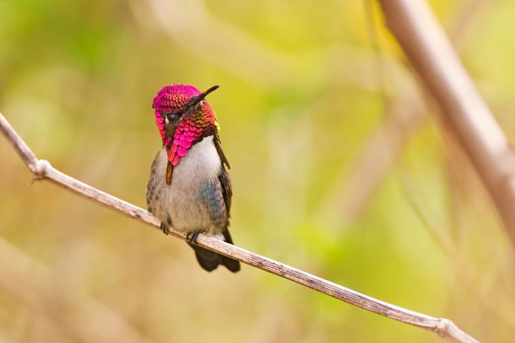 Bee hummingbird Absurd Creature of the Week The World39s Tiniest Bird Weighs Less
